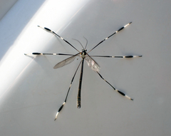 Bittacomorpha occidentalis