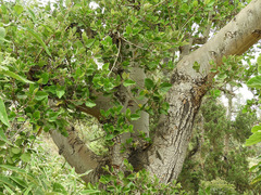 Ficus sycomorus