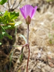 Clarkia gracilis gracilis