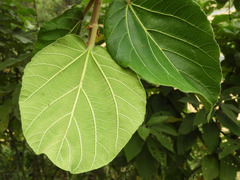Ficus sycomorus