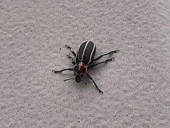 Eudiagogus maryae