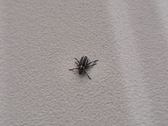 Eudiagogus maryae