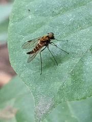 Chrysopilus fasciatus