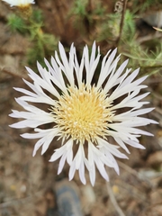 Plectocephalus chilensis