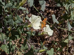 Ochlodes agricola