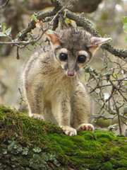 Ringtail photo 2
