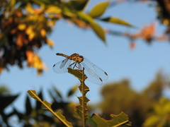 Micrathyria longifasciata