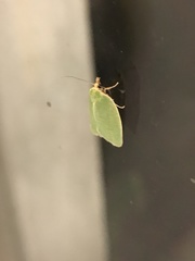 Tortrix viridana