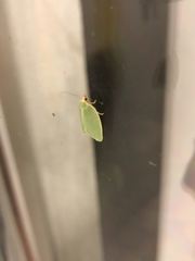 Tortrix viridana