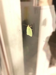 Tortrix viridana