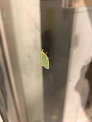Tortrix viridana