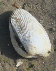 Ruditapes decussatus