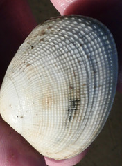 Ruditapes decussatus