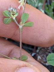 Trifolium breweri