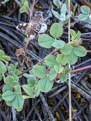 Trifolium breweri