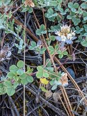 Trifolium breweri