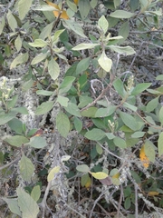 Varronia cylindrostachya