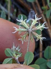 Trifolium breweri