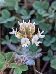 Trifolium breweri