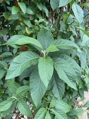 Gymnanthemum amygdalinum