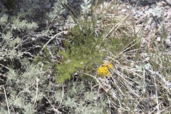 Lomatium grayi