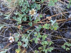 Trifolium breweri