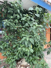 Gymnanthemum amygdalinum