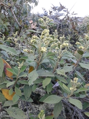 Varronia cylindrostachya