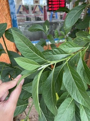 Gymnanthemum amygdalinum