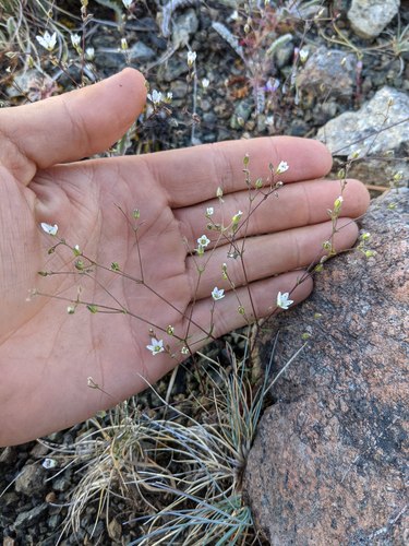 Howell's sandwort (Sabulina howellii)