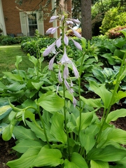 Hosta undulata