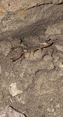 Anuroctonus phaiodactylus