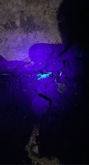 Anuroctonus phaiodactylus