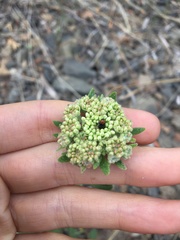 Cryptocephalus sanguinicollis