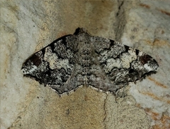 Macaria granitata
