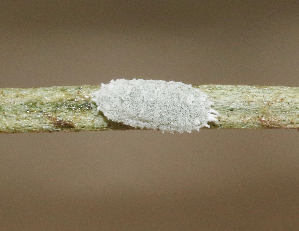 Spilococcus