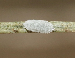 Spilococcus corticosus