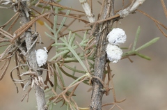 Amonostherium lichtensioides