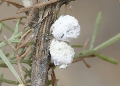 Amonostherium lichtensioides