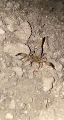 Anuroctonus phaiodactylus