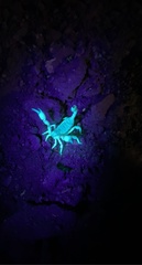 Anuroctonus phaiodactylus