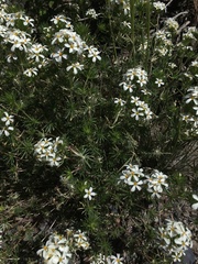 Leptosiphon nuttallii