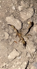 Anuroctonus phaiodactylus