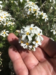 Leptosiphon nuttallii