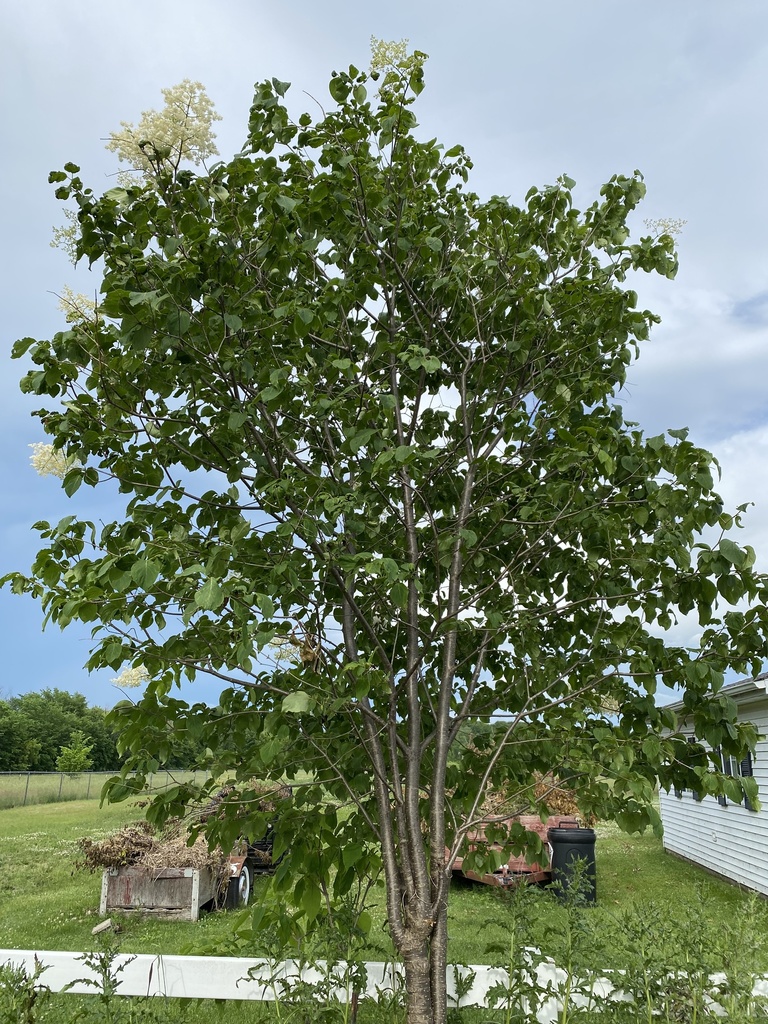 Japanese Tree Lilac (Syringa reticulata) - Botanical Realm