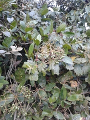 Viburnum triphyllum