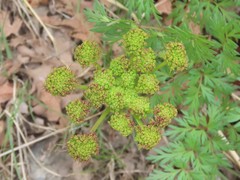 Lomatium dissectum dissectum