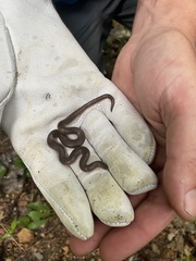 Carphophis amoenus helenae