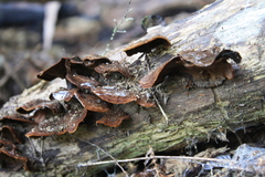 Hymenochaete microcycla