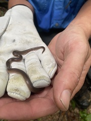 Carphophis amoenus helenae